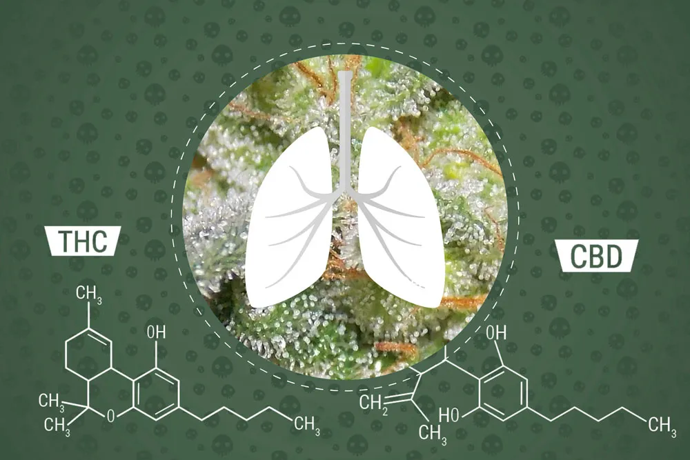 lungs thc cbd
