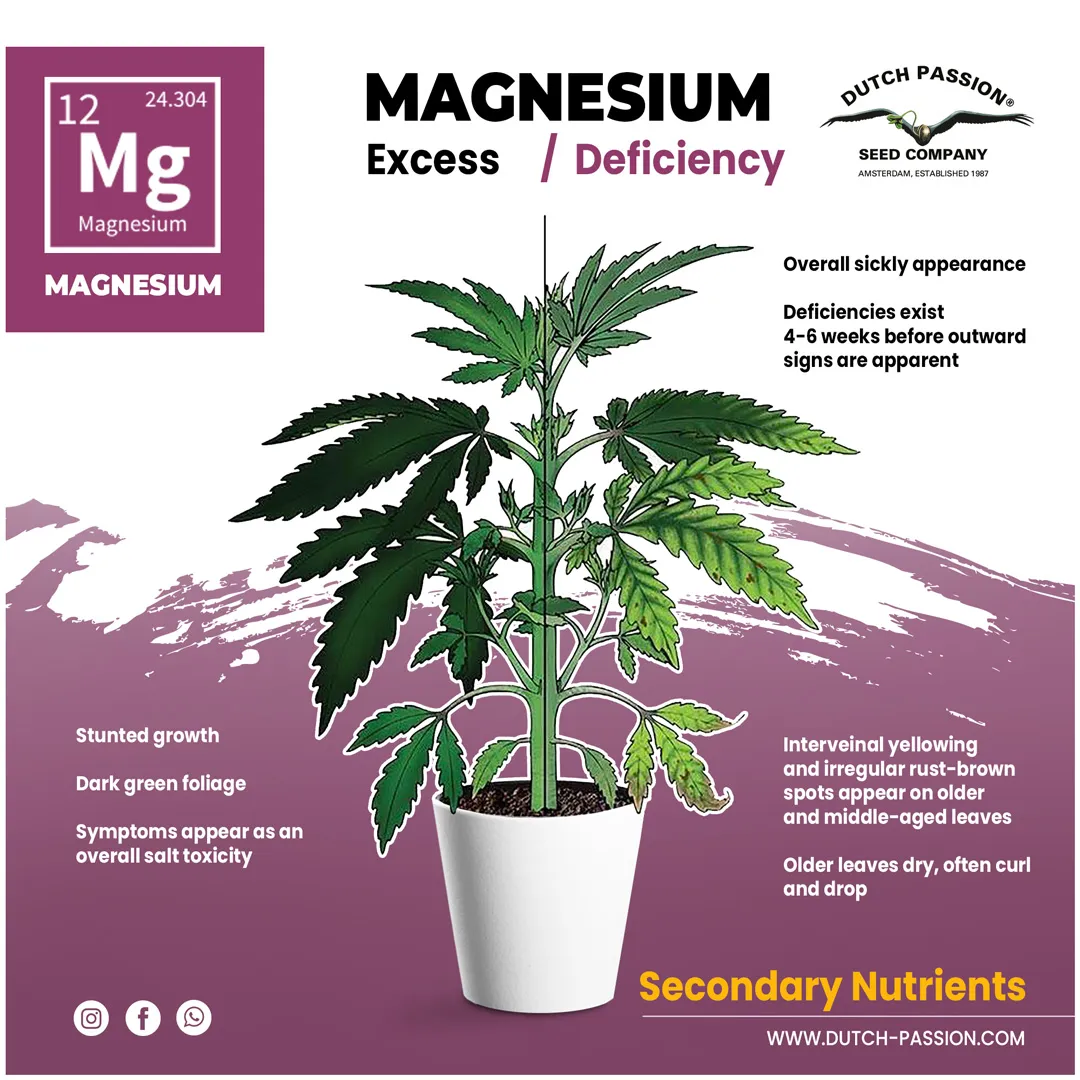 Magnesium deficieny in a cannabis plant