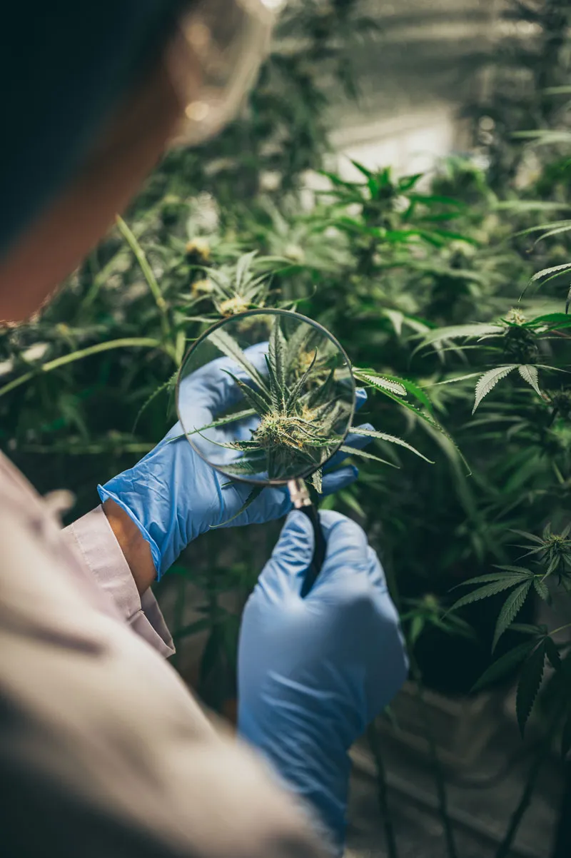 Use a small magnifying glass to check the trichome production