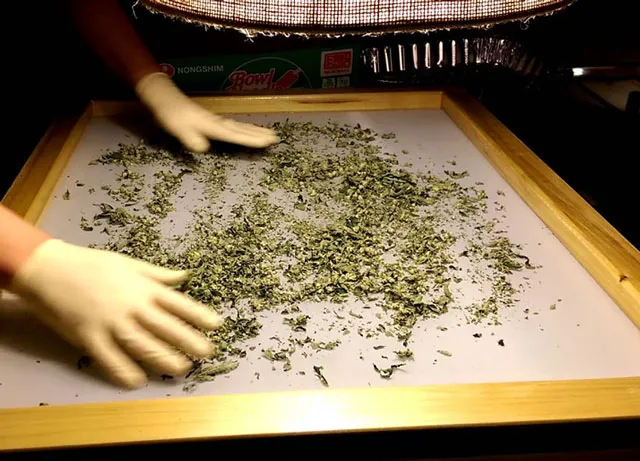 Usar una pantalla de seda para tamizar la marihuana para hacer hachís