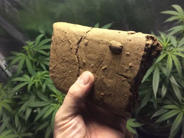 Bloque grande de hachís con plantas de marihuana de fondo