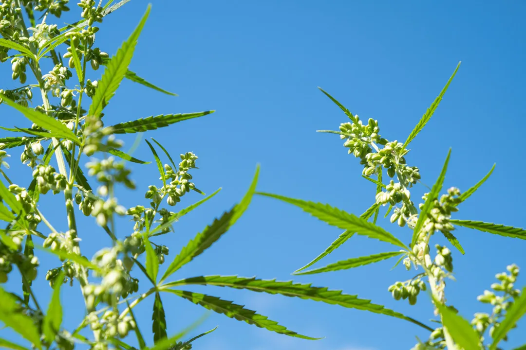 male-cannabis-flowers-against-a-blue-outdoor-sky-dutch-passion