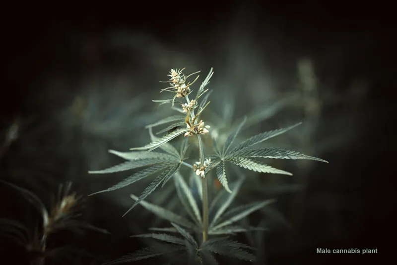 Male cannabis plant