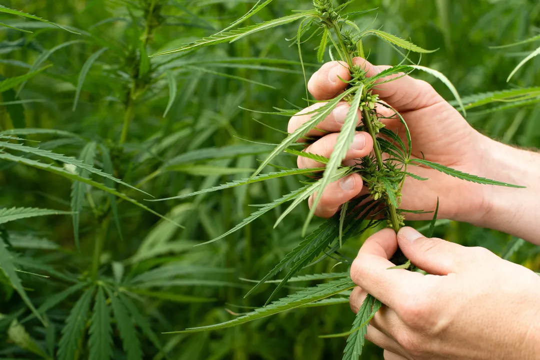 male-cannabis-plant-identify