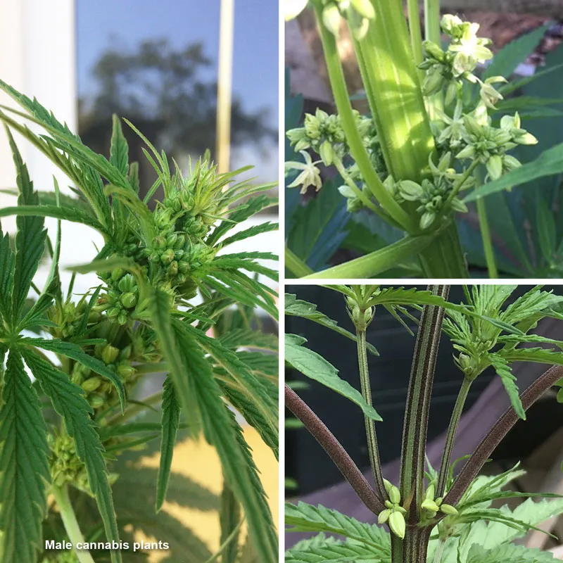 Male cannabis plant picture