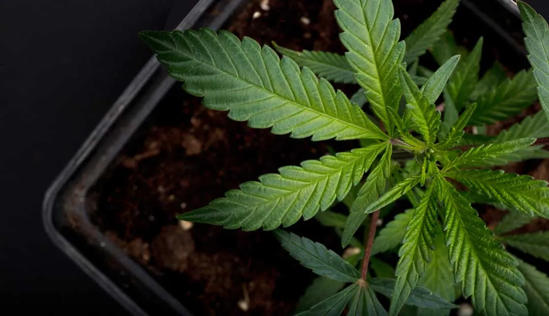 marijuana-plant-in-a-pot-early-flowering-blog-dutch-passion