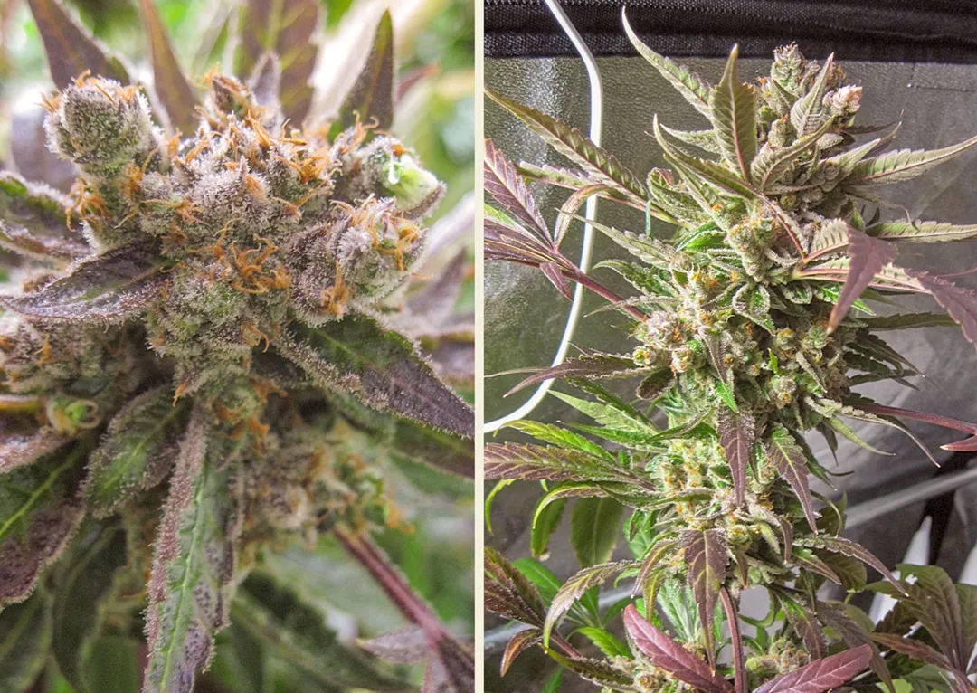 master-kush-by-dutch-passion-seed-company