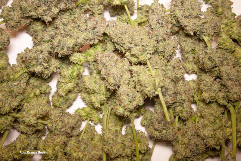 Maximize your autoflower seeds yield