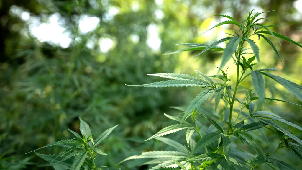 medical-cannabis-plant-growing-in-nature-dutch-passion-seed-company