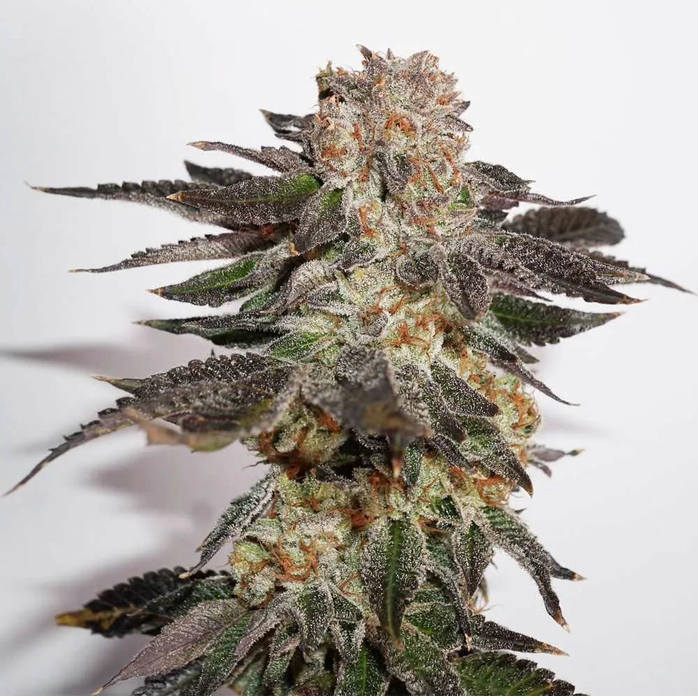 Meringue budshot by Antonio