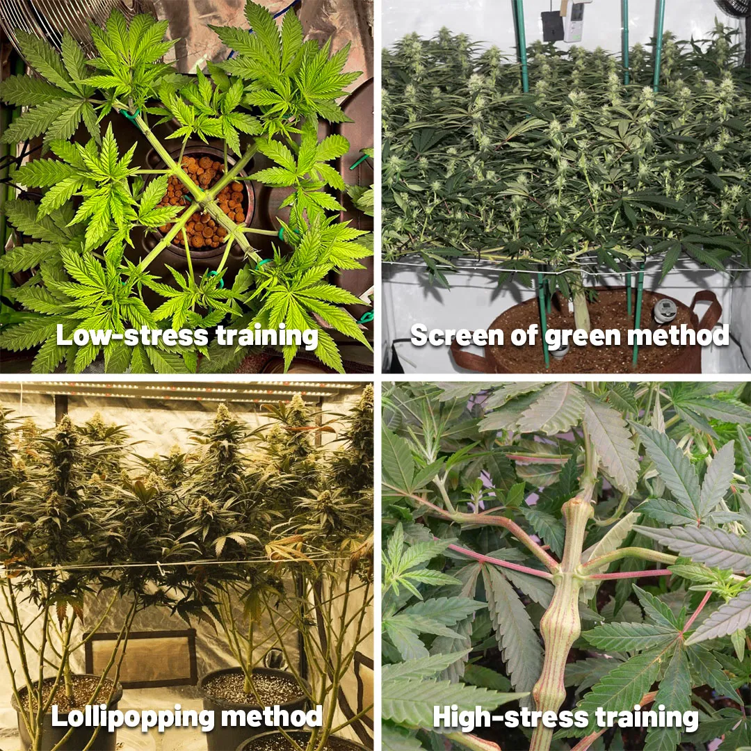 methods-of-reducing-popcorn-buds