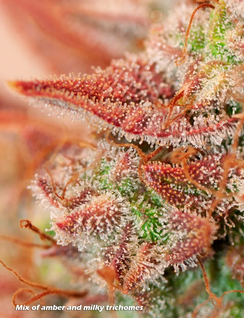 A mix of amber and milky trichomes on a plant