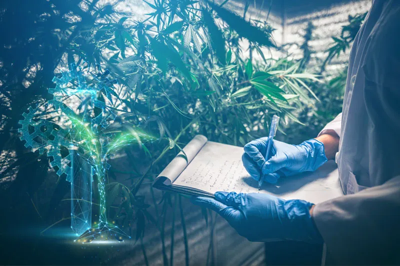 Modern hybrid cannabis genetics