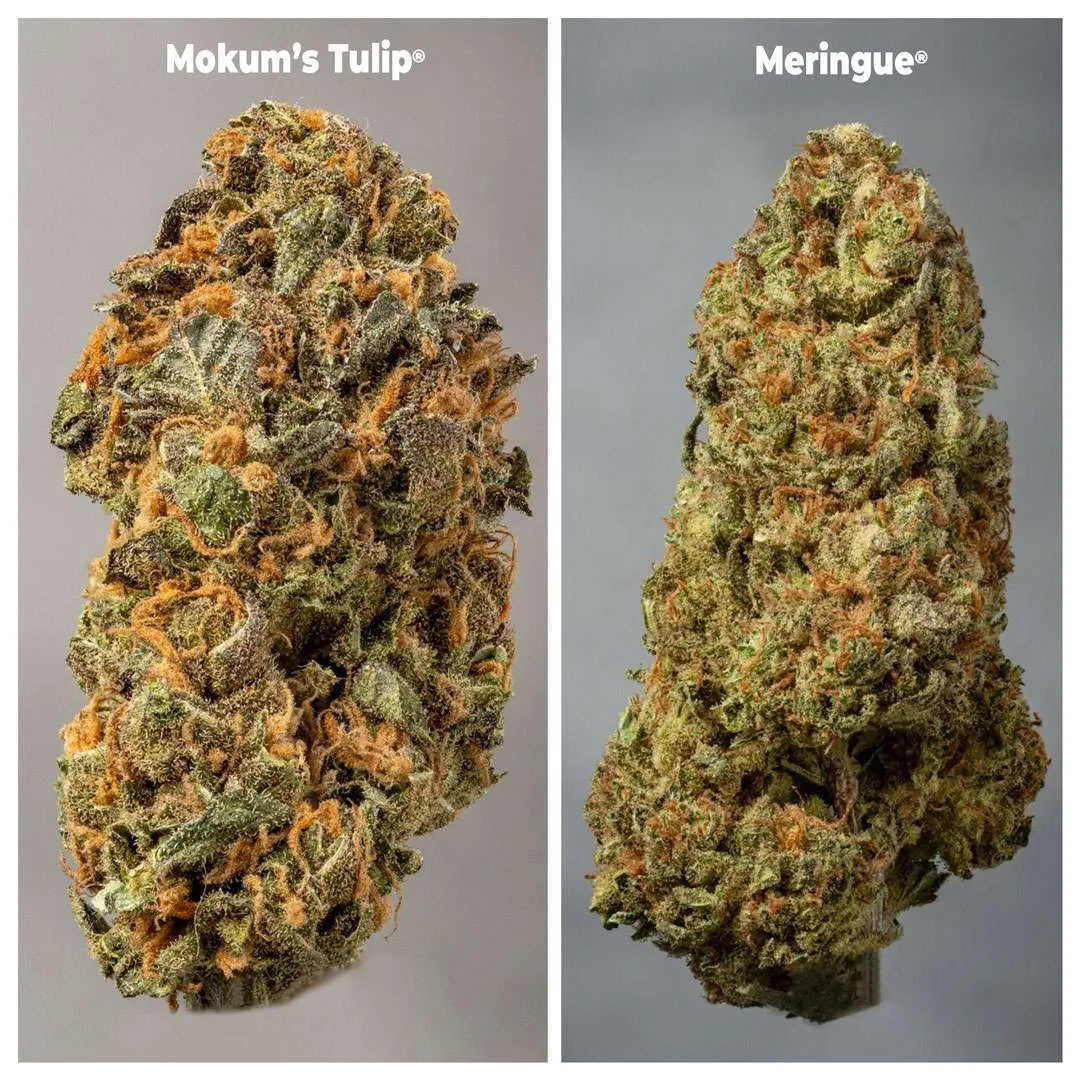 Mokum’s Tulip vs Meringue buds shot