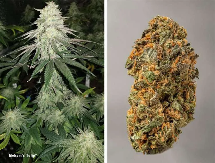Dutch Passion Mokum