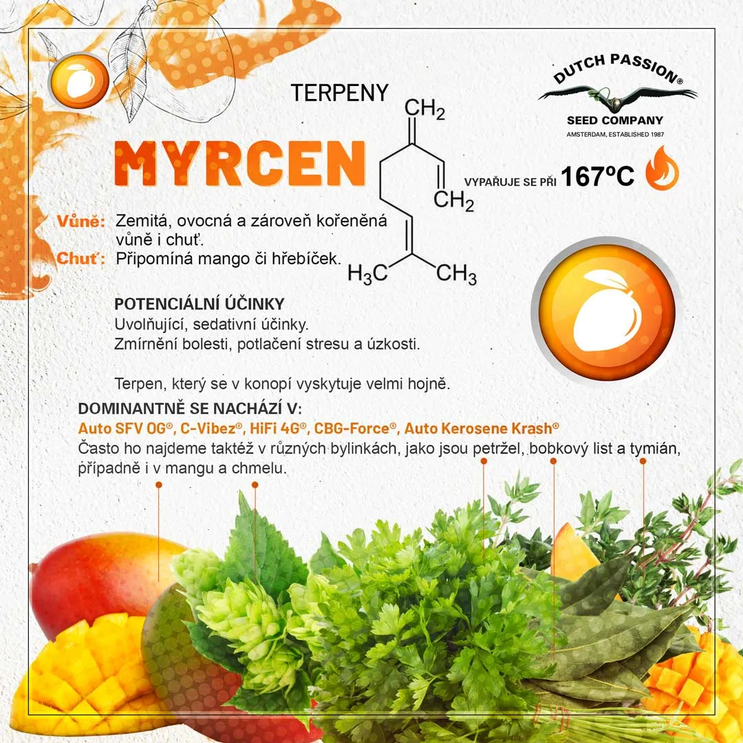 Myrcen Konopne terpeny Vune chu a ucinky