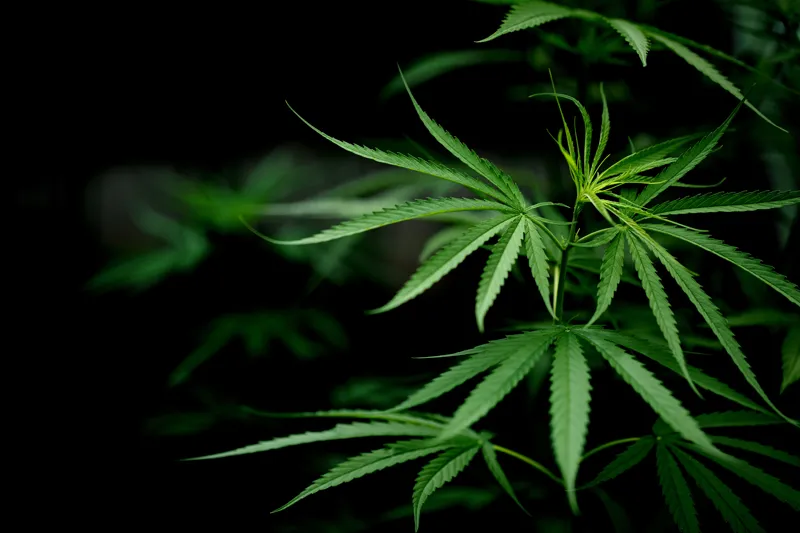 dutch-passion-cannabis-seed-company-THCV-cannabis