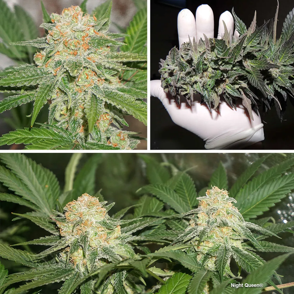 night-queen-indica-sog-cannabis-seeds