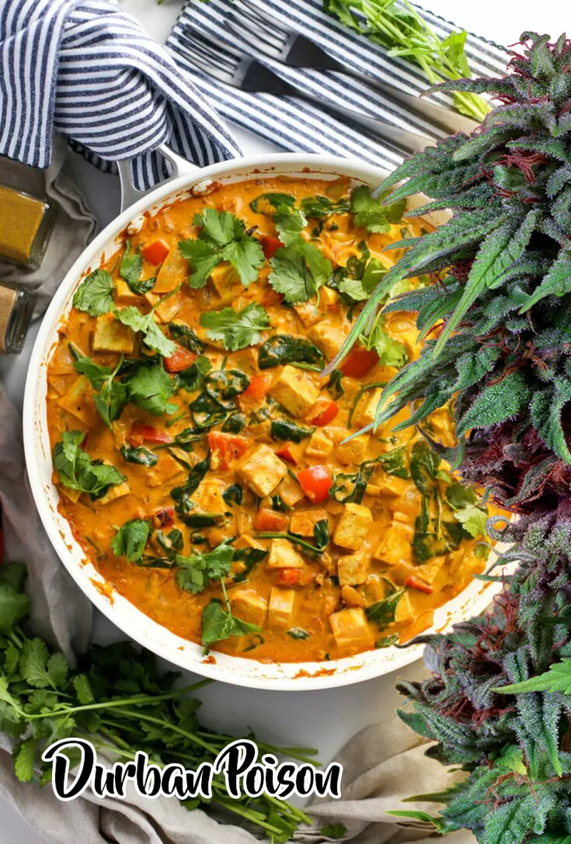 Coconut curry infused with cannabis