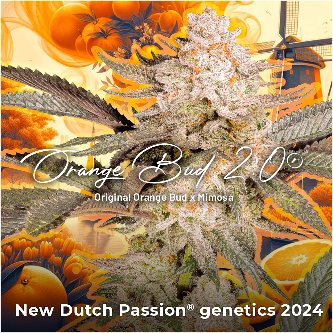 orange-bud-2p0-1080-2024