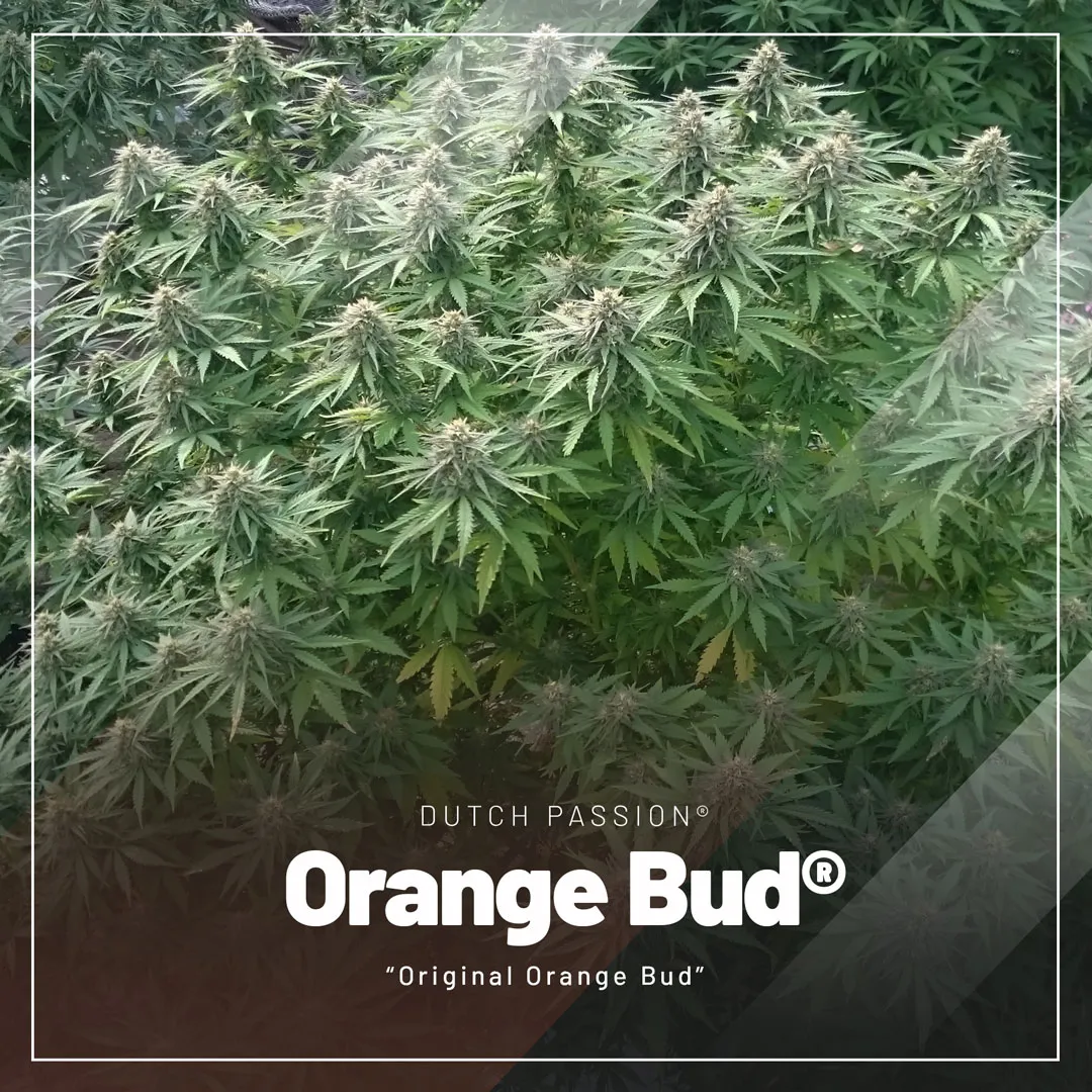 orange-bud-cannabis-seeds-by-Dutch-Passion