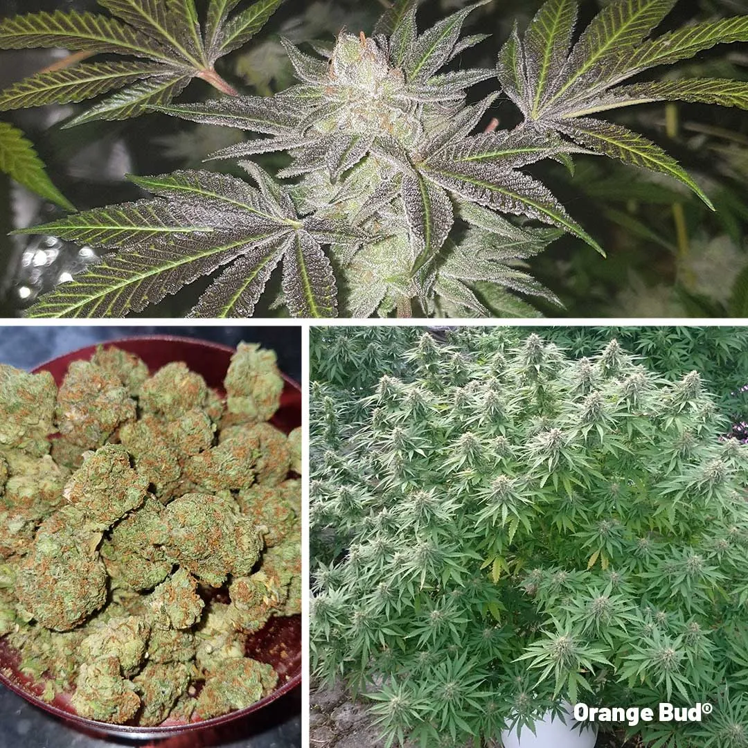 orange-bud-citrus-aroma-cannabis-varieties
