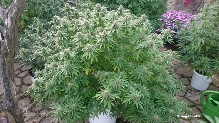 Orange Bud by Dutch Passion