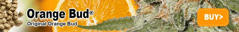 Orange Bud