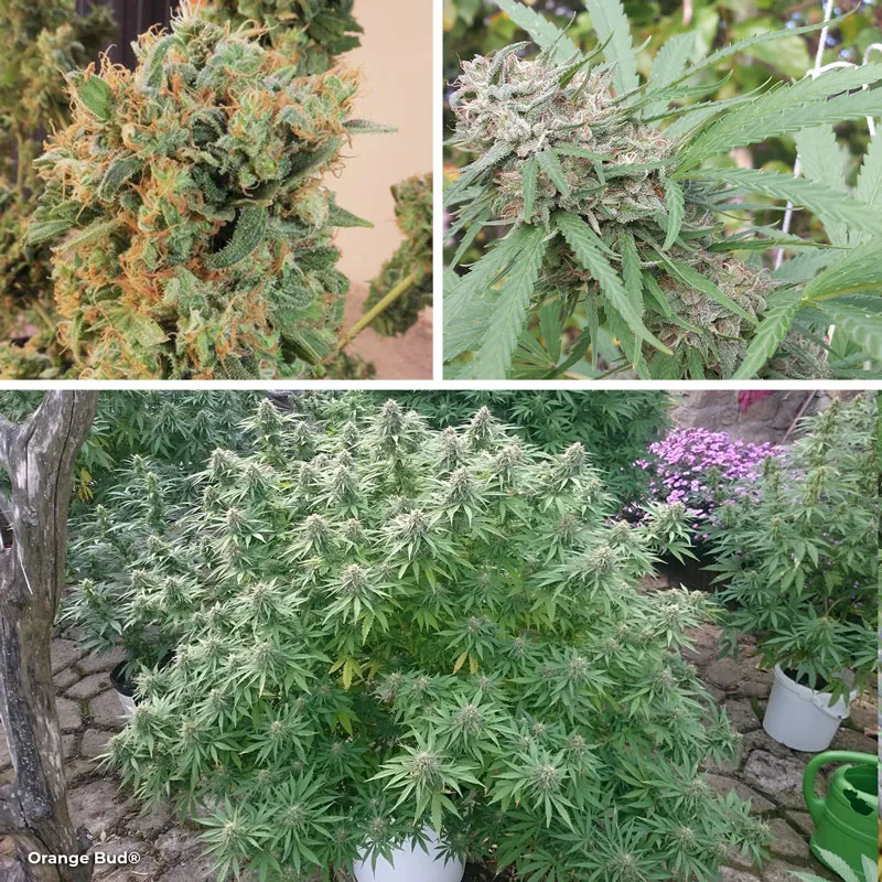 Orange Bud with THC rich citrus scented buds