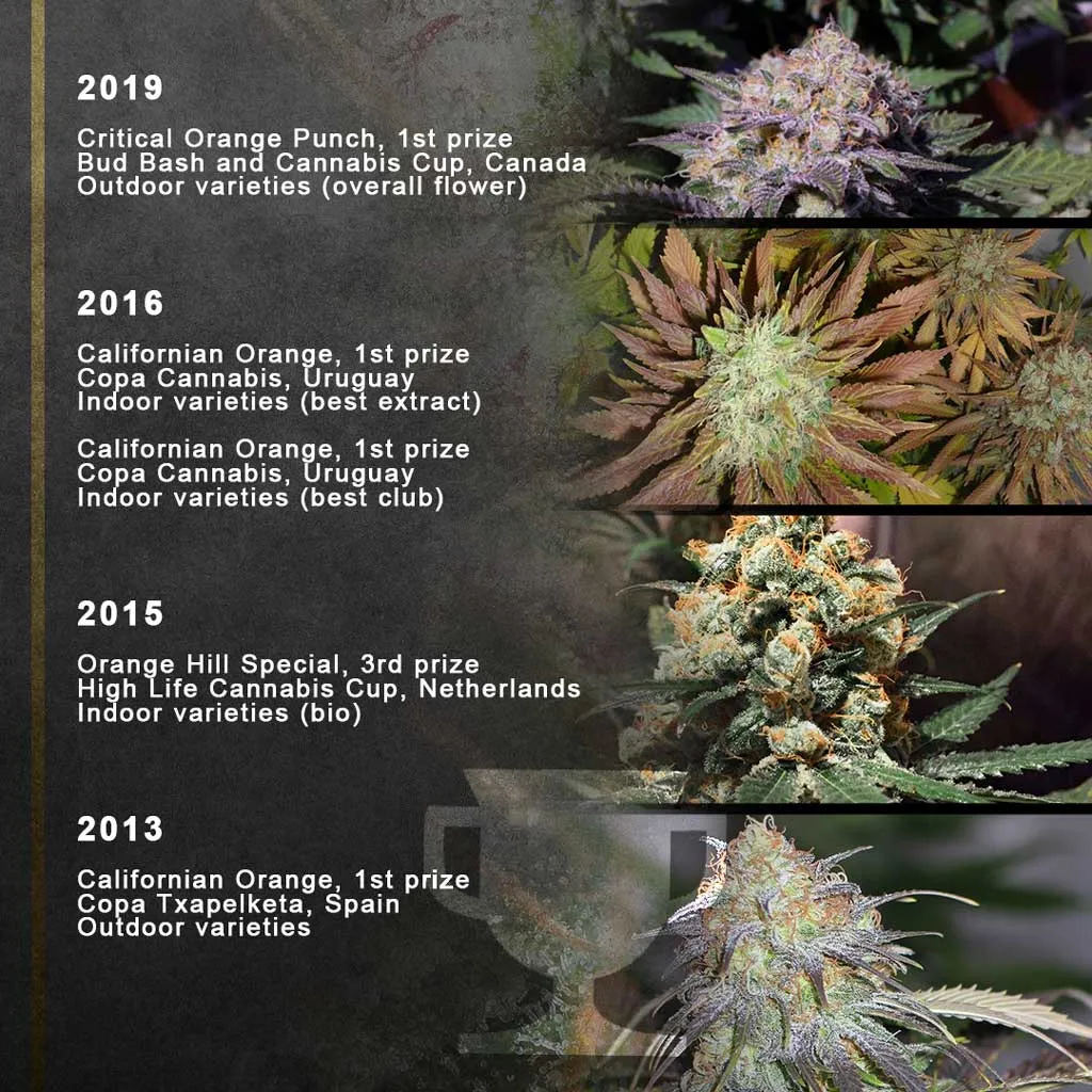 Orange Family Cannabis Cup Winners