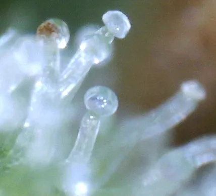 trichome