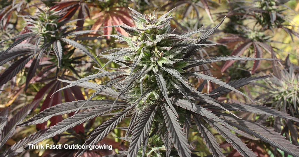 outdoor-growing-in-cold-climates-think-fast