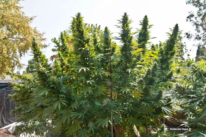 Hollands Hope grown outdoors