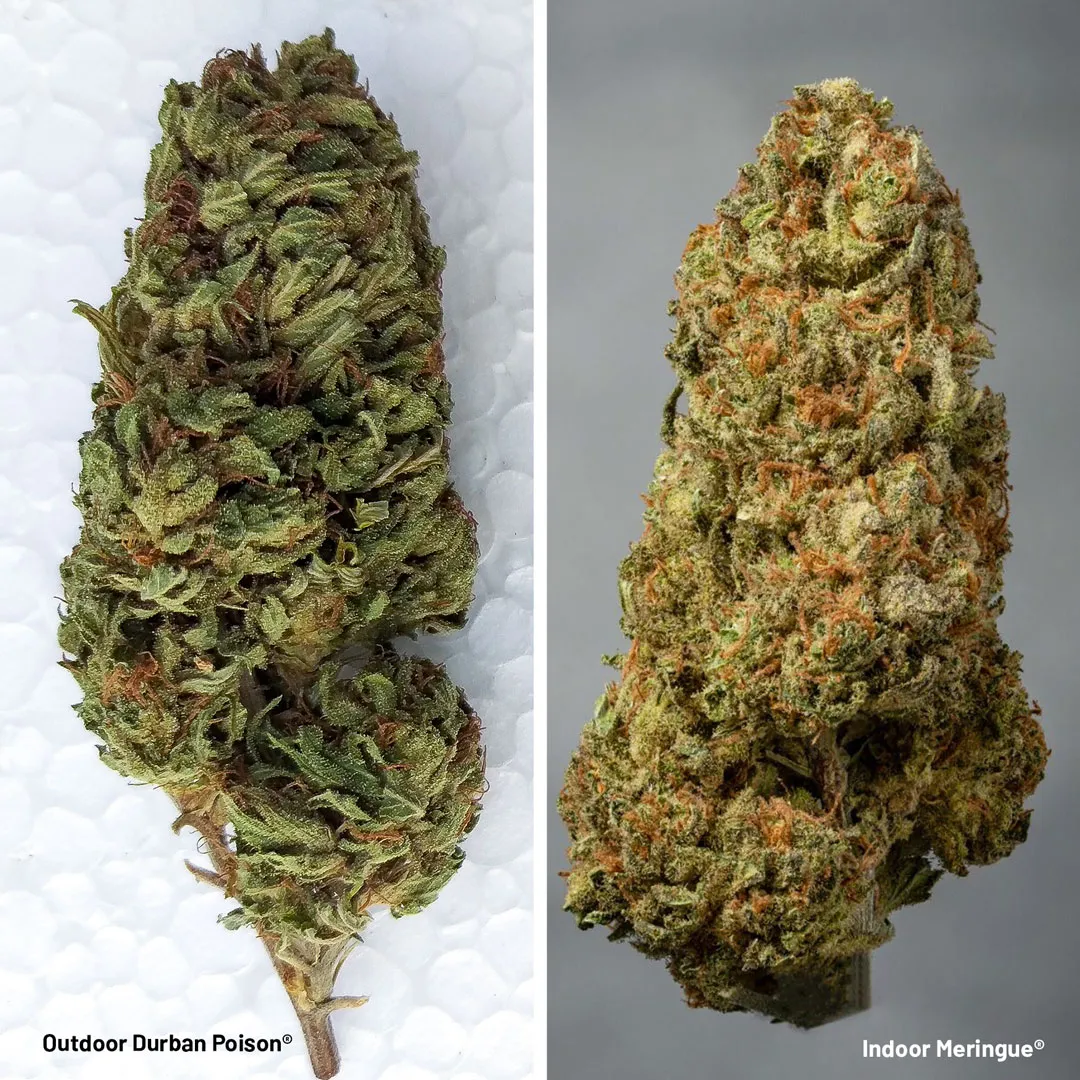 outdoor-vs-indoor-cannabis-dried-bud