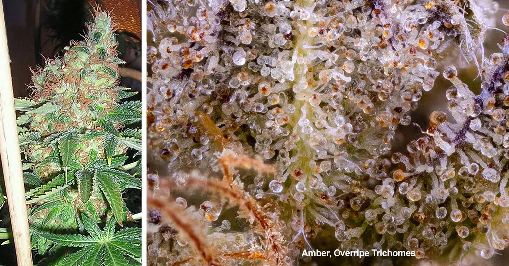 overipe-amber--trichomes-when-to-harvest-cannabis-ripening