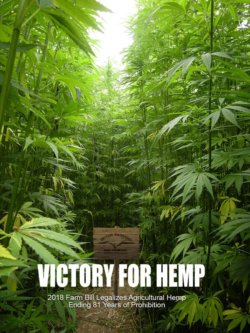 Hemp field - Dutch Passion