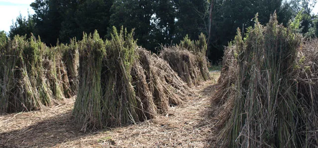 harvested hemp - dutch passion
