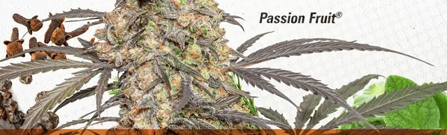 Passion Fruit Beta-caryophyllene