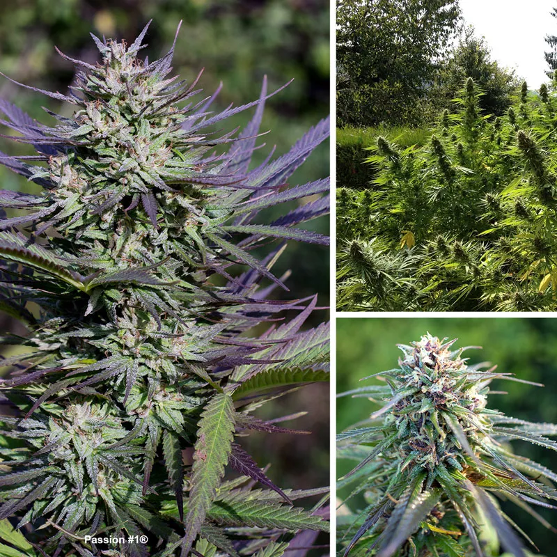 Passion #1, one of the bestselling outdoor seeds