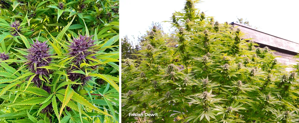 photoperiod-outdoor-growing-cannabis