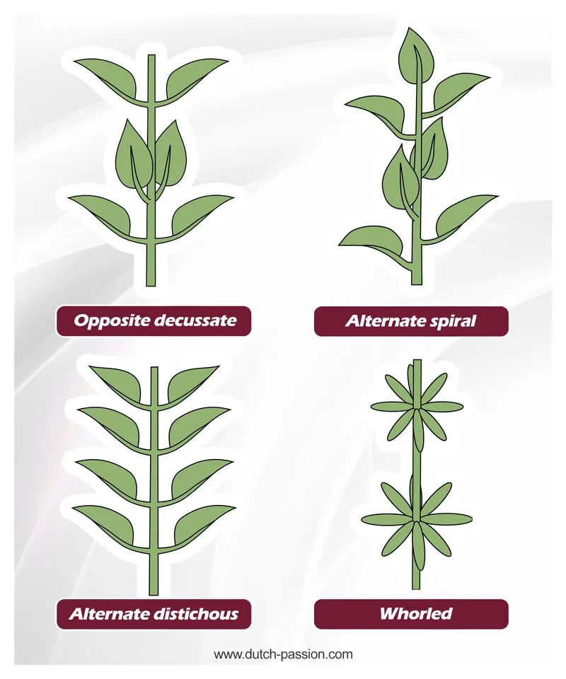 Cannabis leaf phyllotaxy