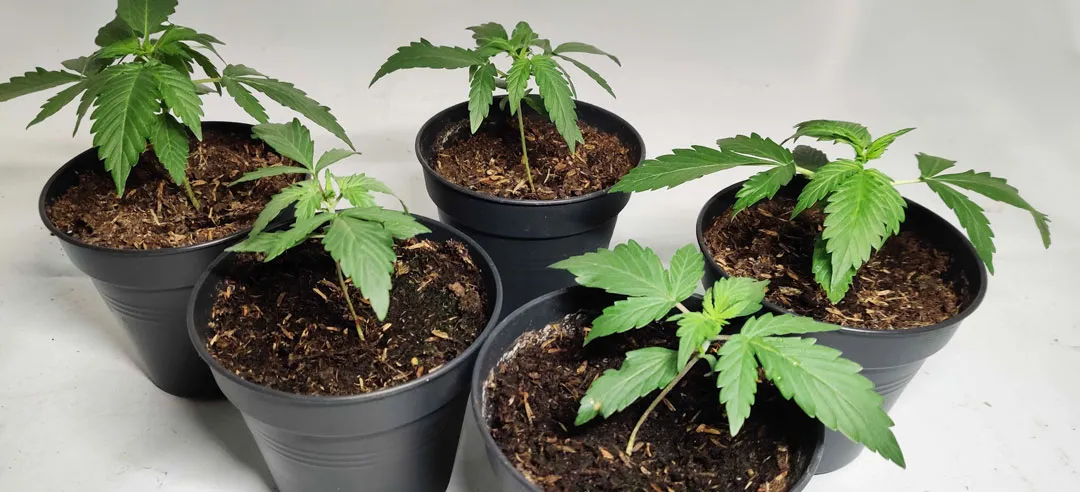 plants-some-spare-cannabis-seeds