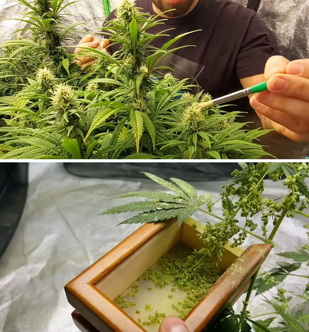 pollen-capture-and-spread-cannabis-dutch-passion-seed-company