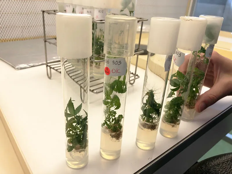 multiple-vials-cannabis-experimental-research