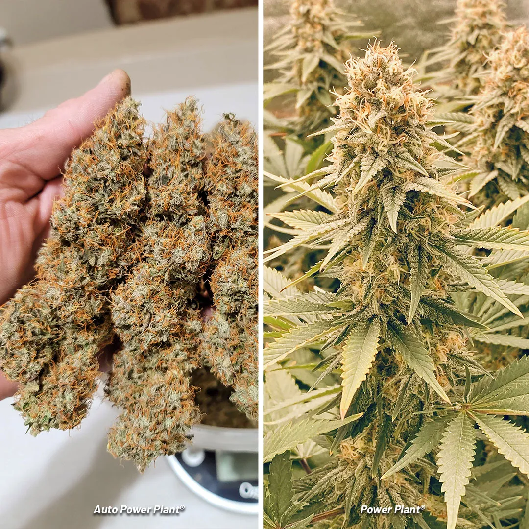 power-plant-Legendary-old-school-South-African-sativa