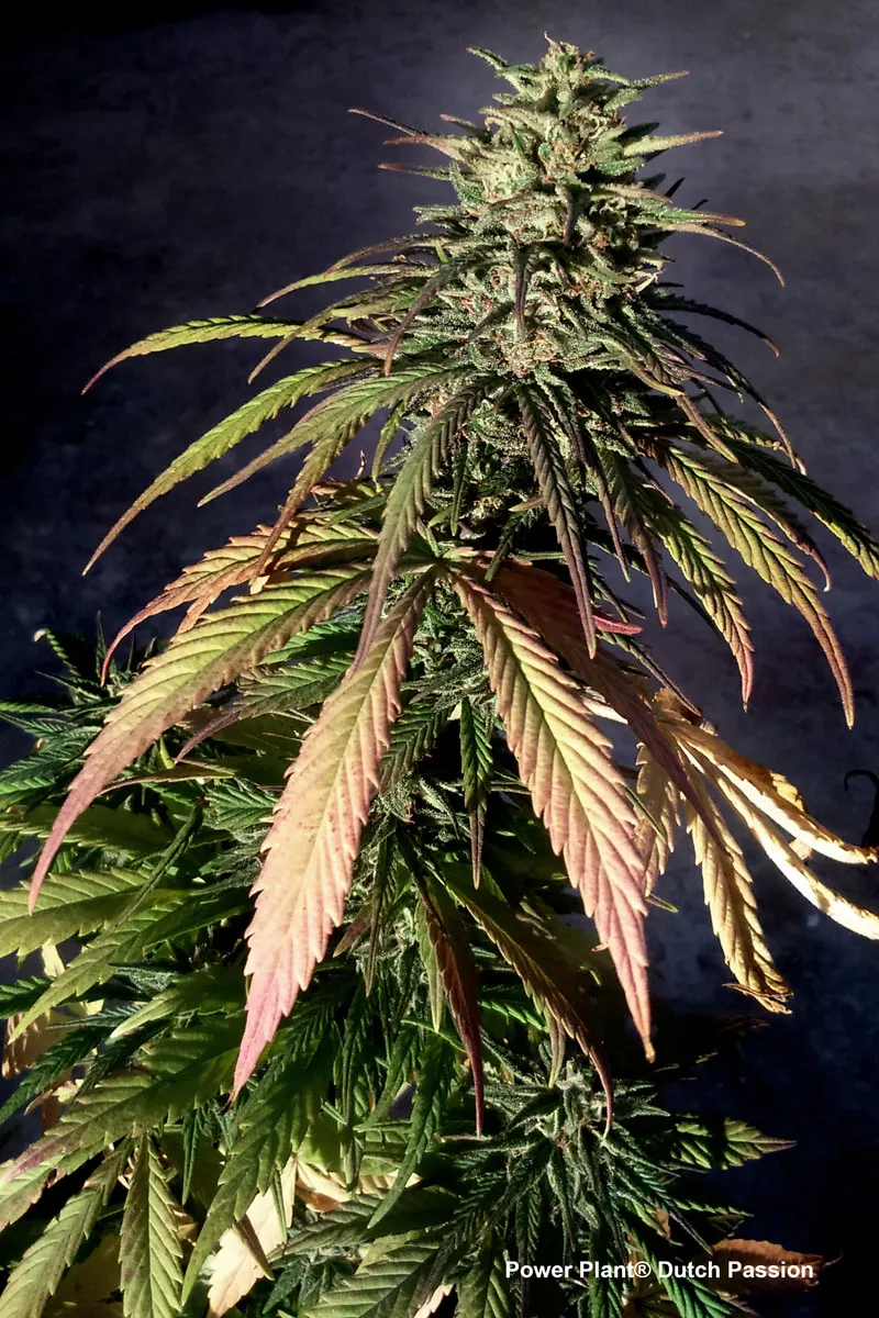 Power Plant by Dutch Passion