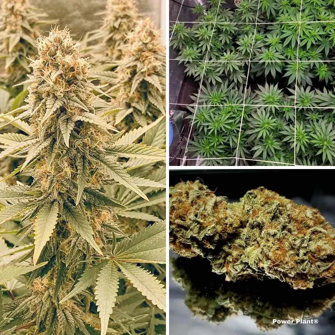 power-plant-feminised-cannabis-seeds-scrog-growing