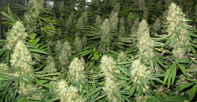 dutch-passion-cannabis-seed-company-power-plant-one-of-the-best-sativa-dominant-varieties