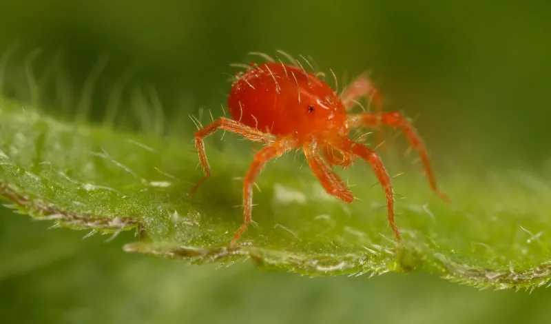 Predatory mites, getting rid of smider mites