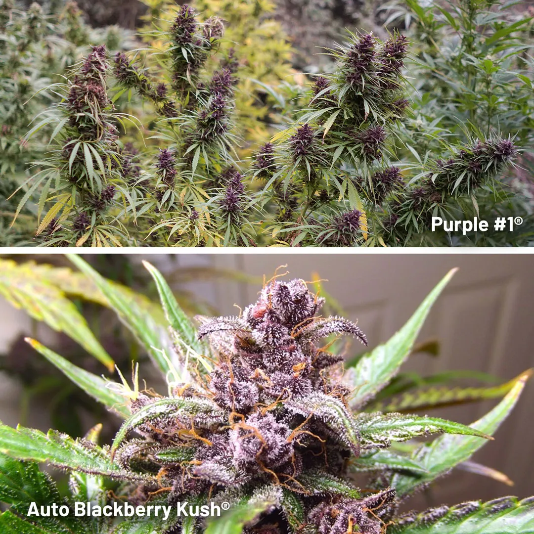 purple1-and-auto-blackberry-kush.